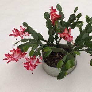 Meet your Posher, Zeni